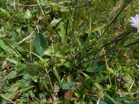 Image of alpine fleabane