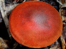 Image of Dermocybe splendida E. Horak 1983