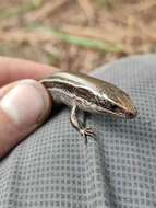 صورة Plestiodon copei (Taylor 1933)