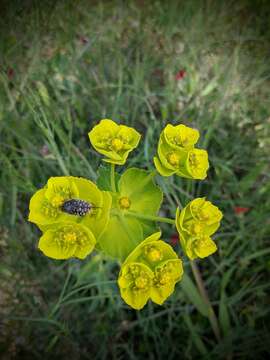 Image of serrate spurge