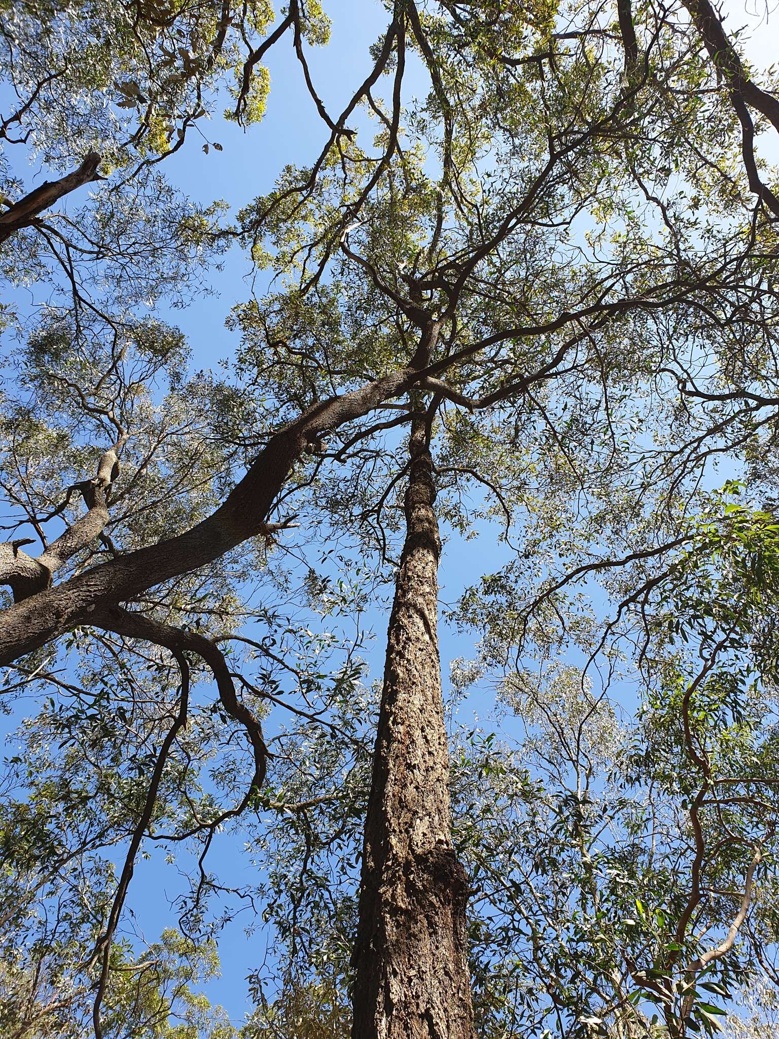 Слика од Eucalyptus crebra F. Müll.