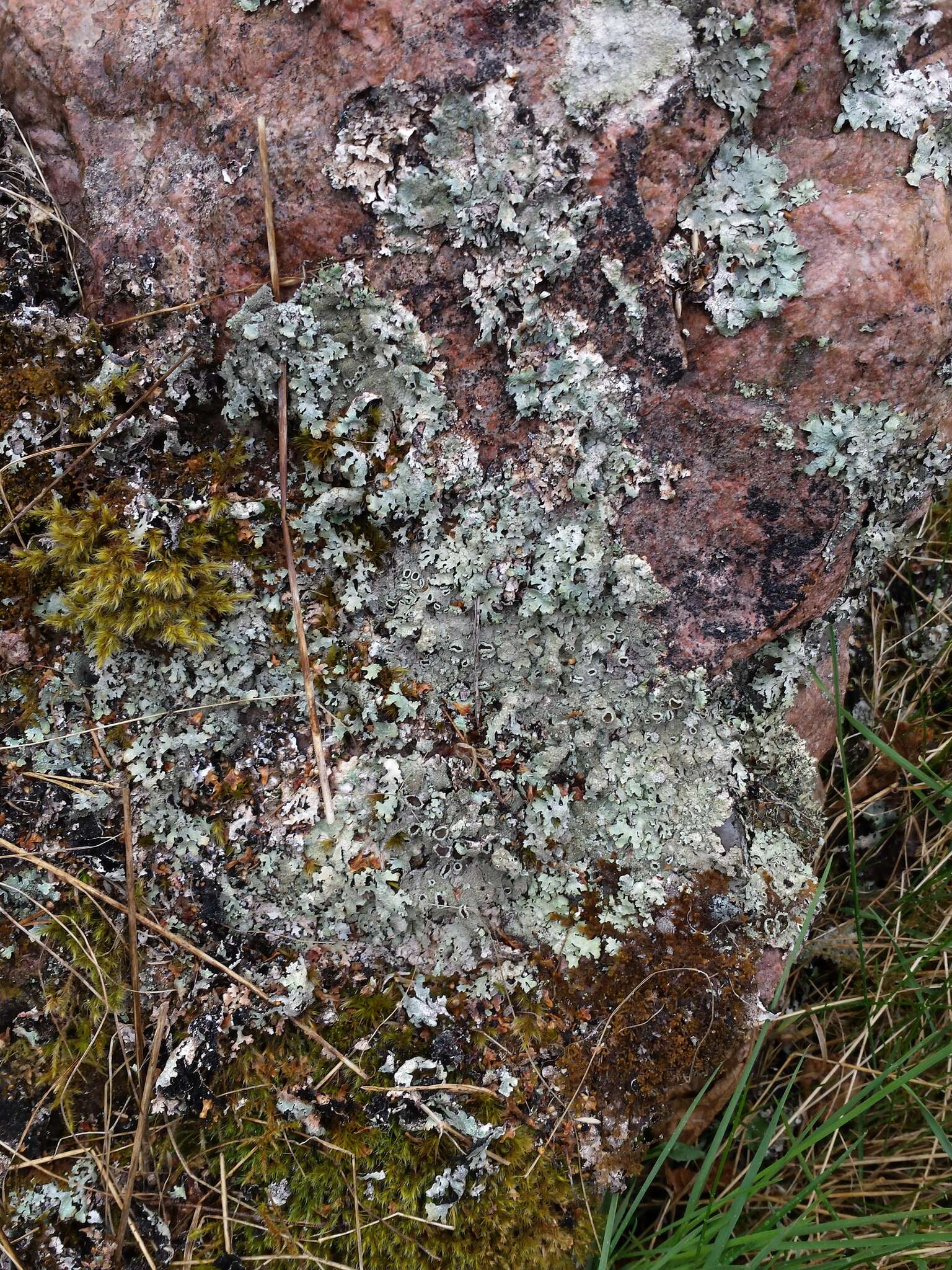 Image of shield lichen