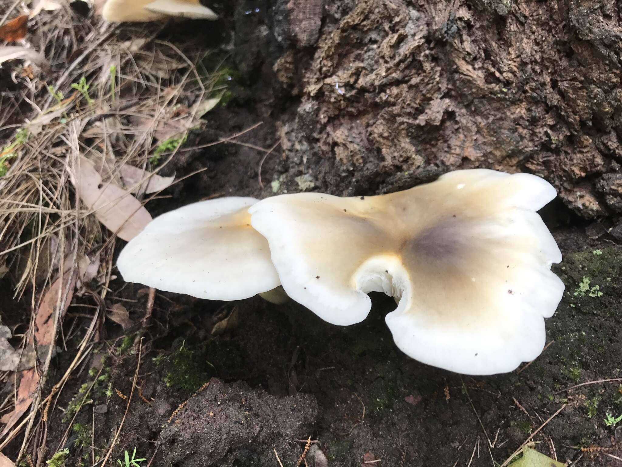 Image of Omphalotus nidiformis (Berk.) O. K. Mill. 1994