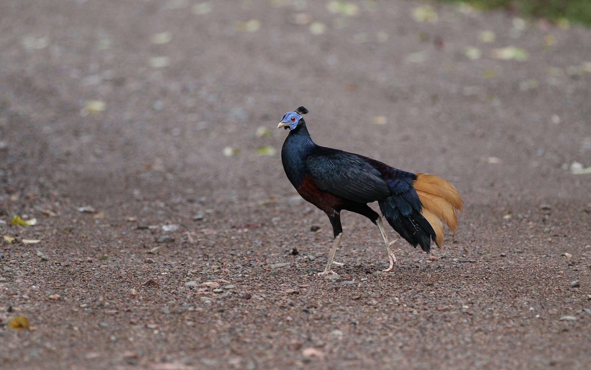 Image of Crested Fireback