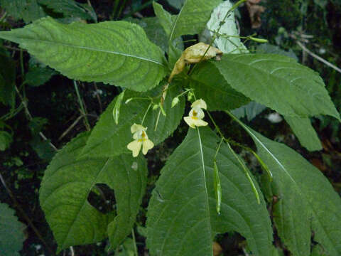 Image of small balsam