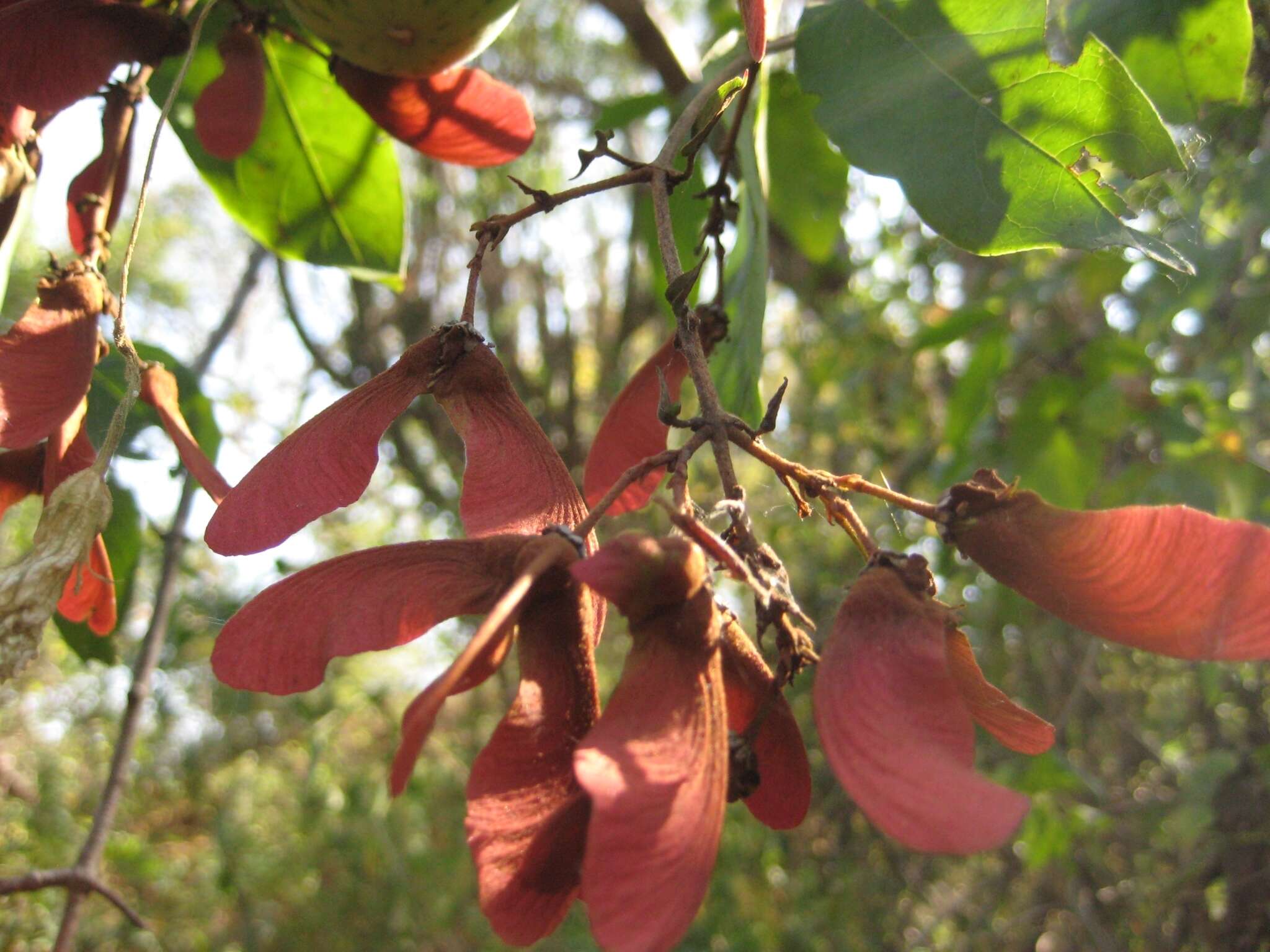 Plancia ëd Heteropterys cotinifolia A. Juss.