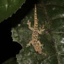 Image of Western dwarf gecko