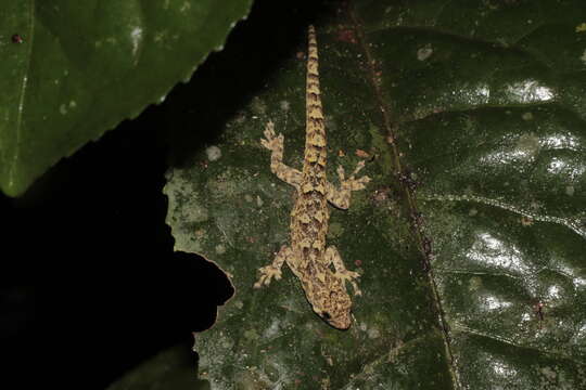 Image of Western dwarf gecko