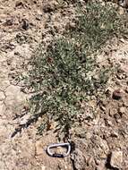 Image of Gardner's saltbush