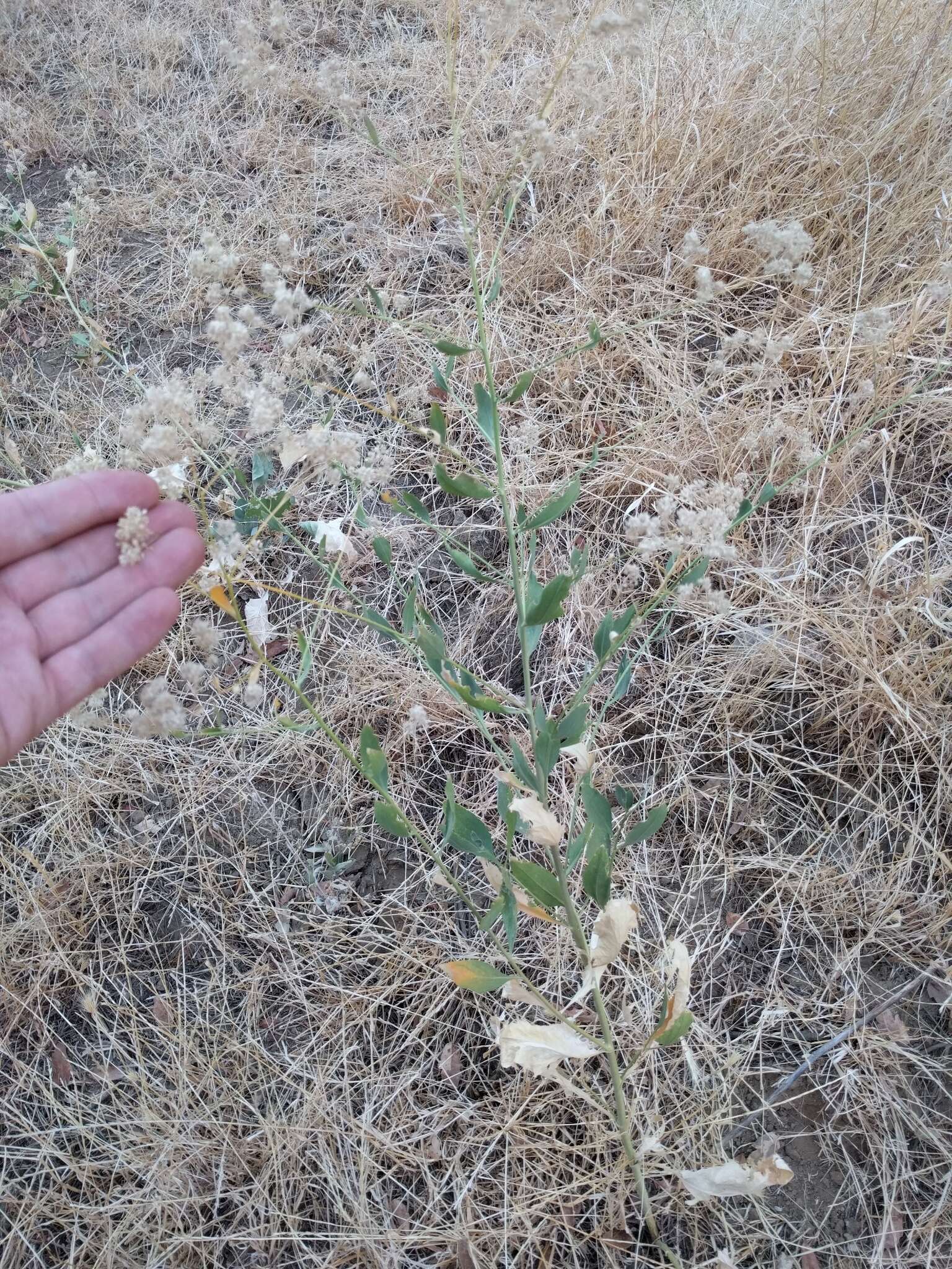 Image of broadleaved pepperweed