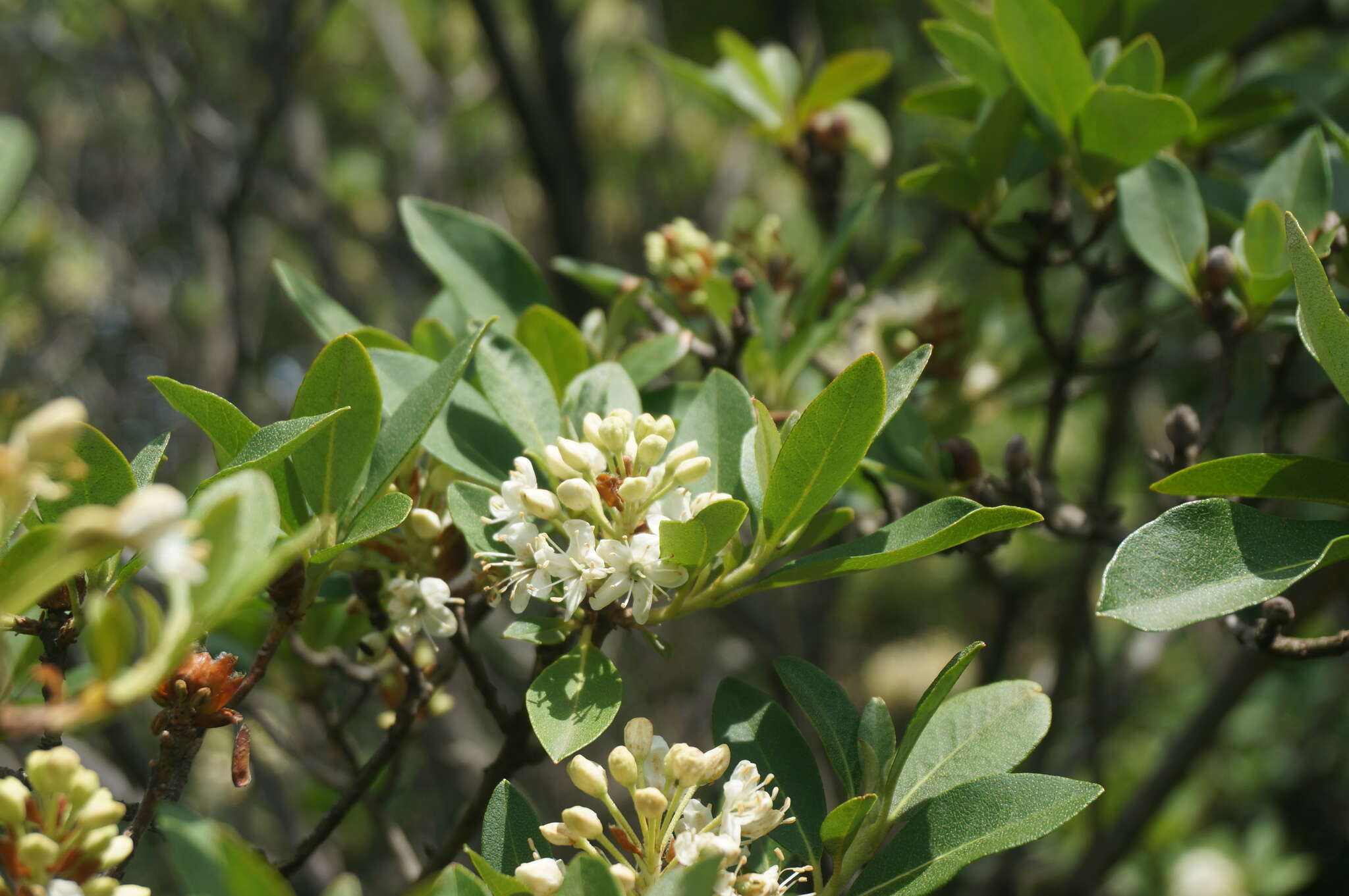 Imagem de Rhododendron micranthum Turcz.