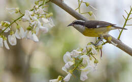 صورة Coereba flaveola caboti (Baird & SF 1873)