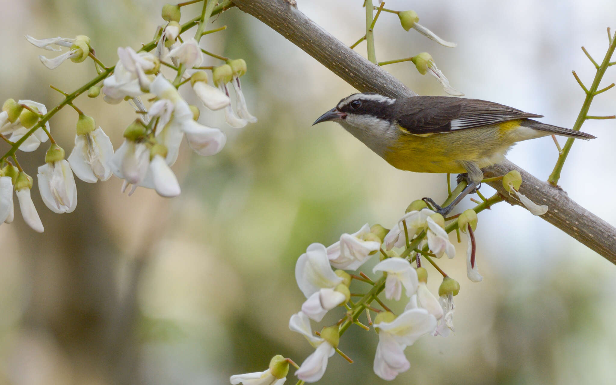 Coereba flaveola caboti (Baird & SF 1873) resmi