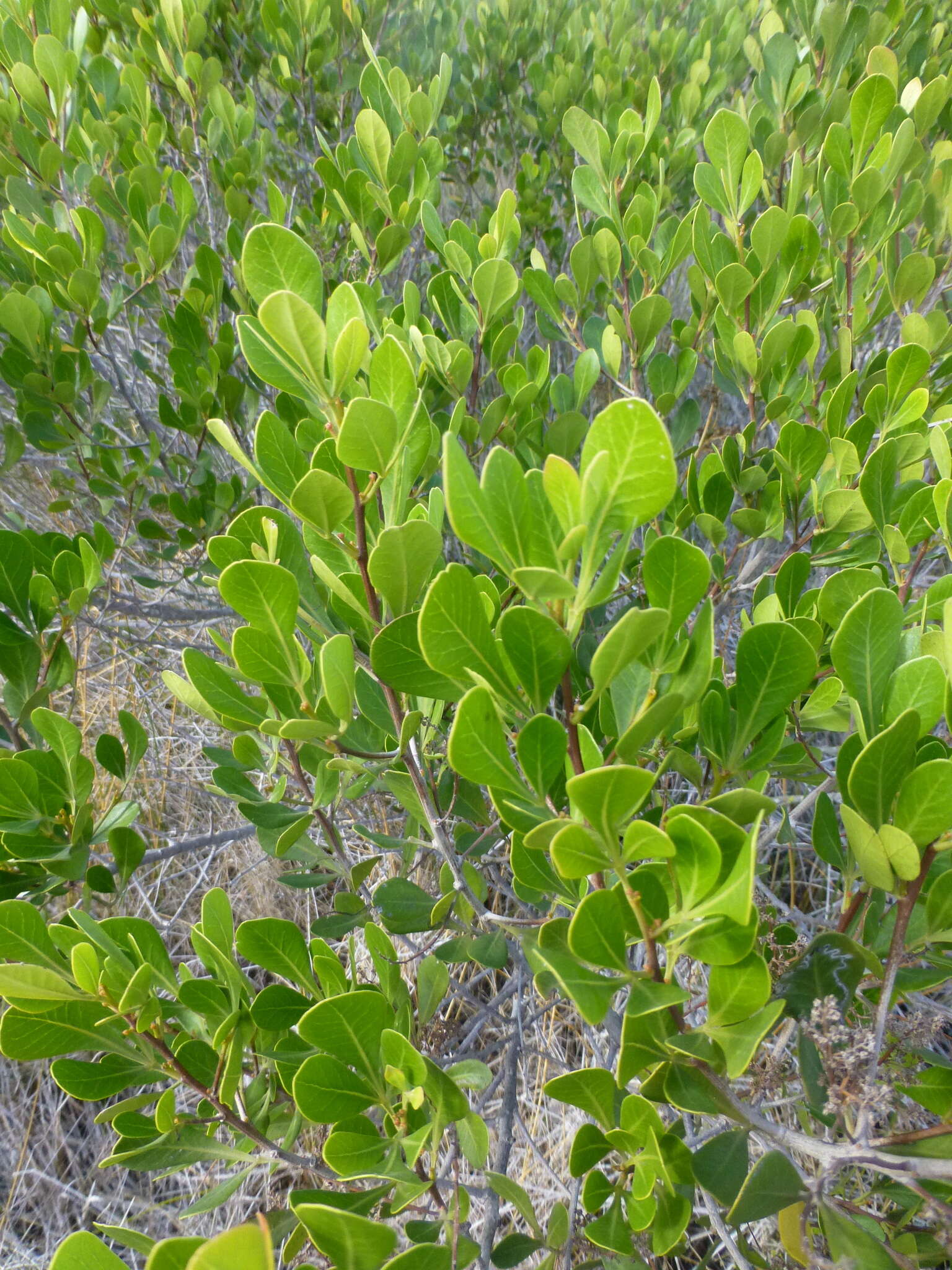 Image of Searsia lucida (L.) F. A. Barkley