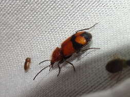 Panagaeus (Hologaeus) fasciatus Say 1823的圖片