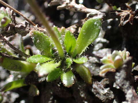 Image of scree saxifrage