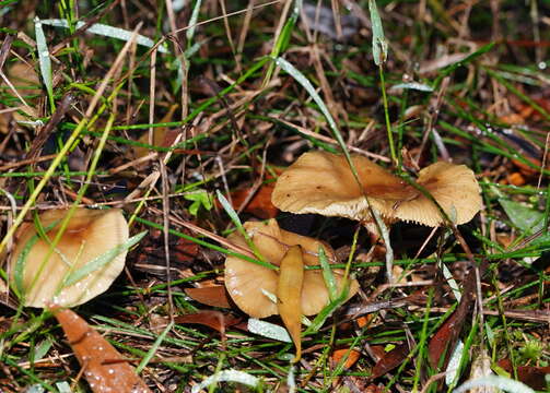 Image of Armillaria hinnulea Kile & Watling 1983