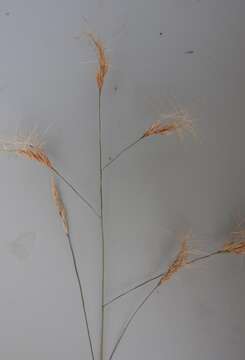 Image of Aristida barbicollis Trin. & Rupr.