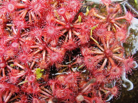 Image of Drosera kaieteurensis Brumm.-Ding.