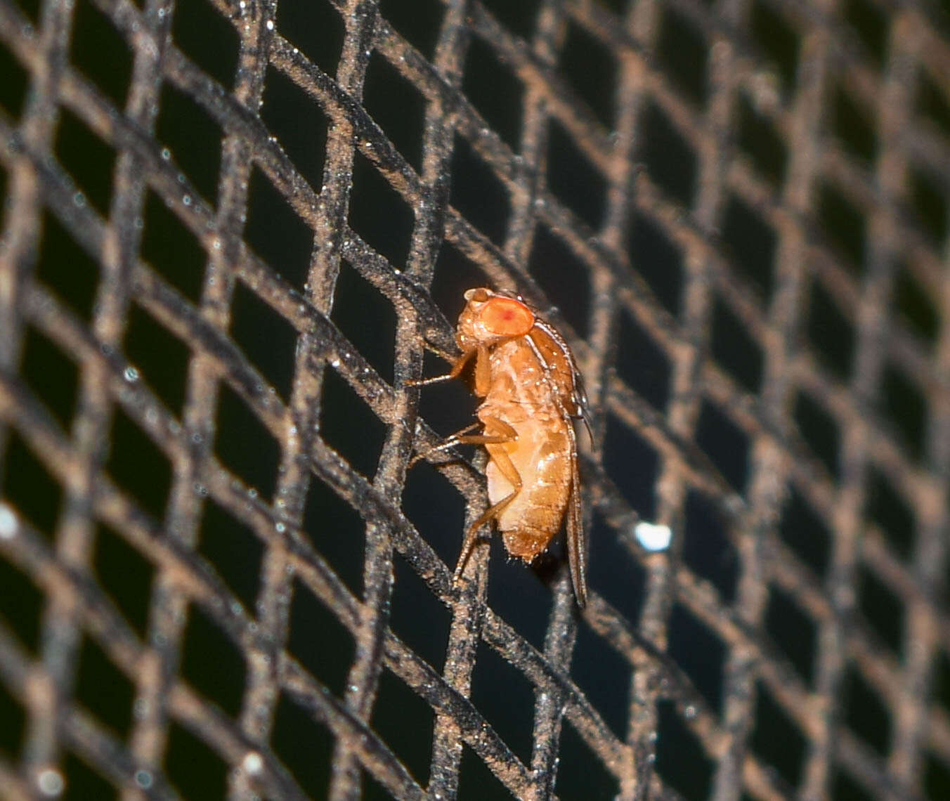 Image of African Fig Fly