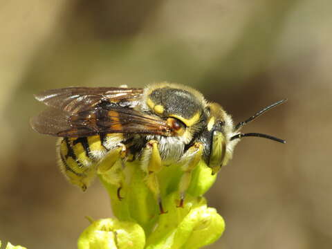 Image of Anthidium loti Perris 1852