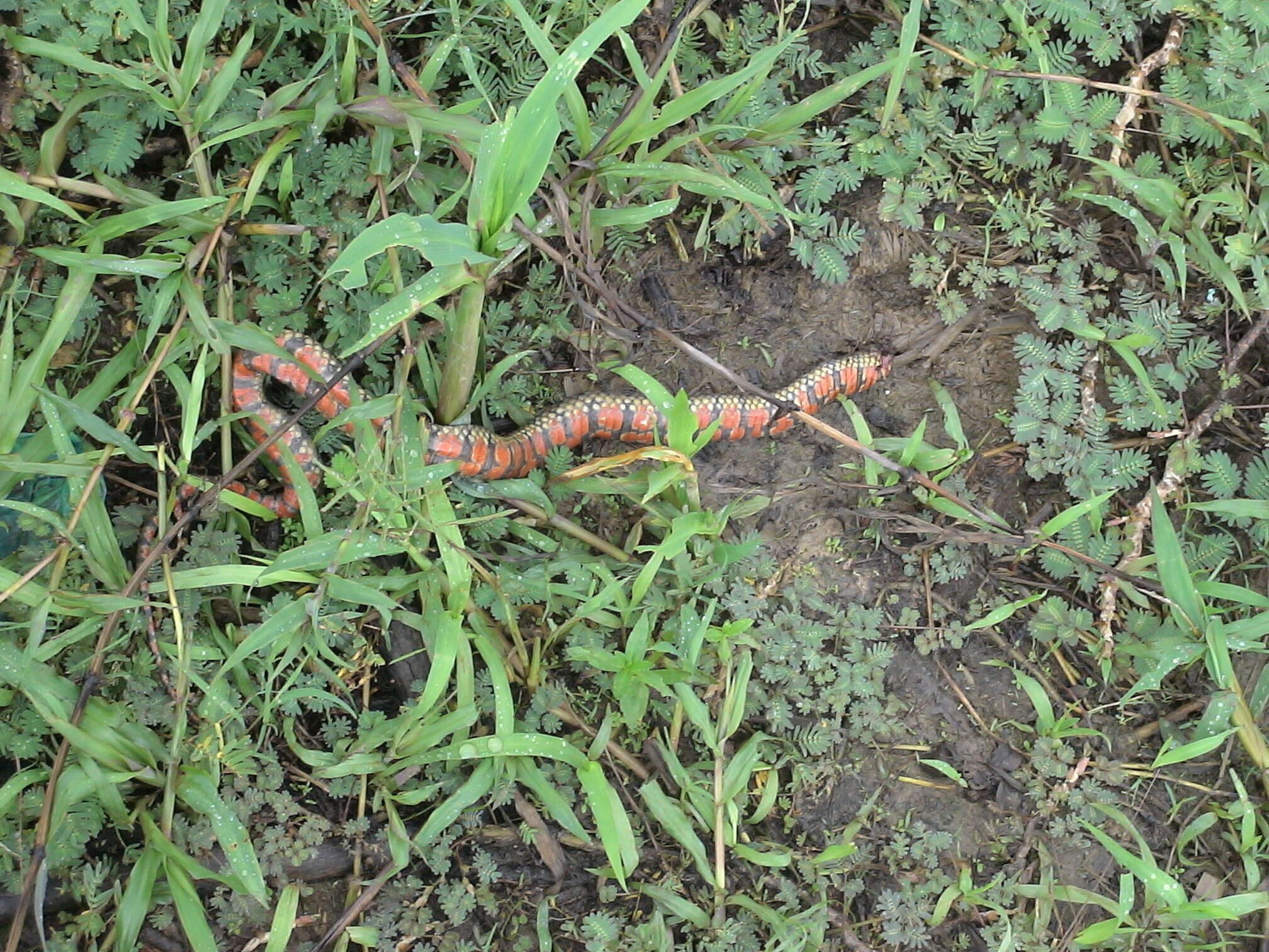 Helicops leopardinus (Schlegel 1837)的圖片