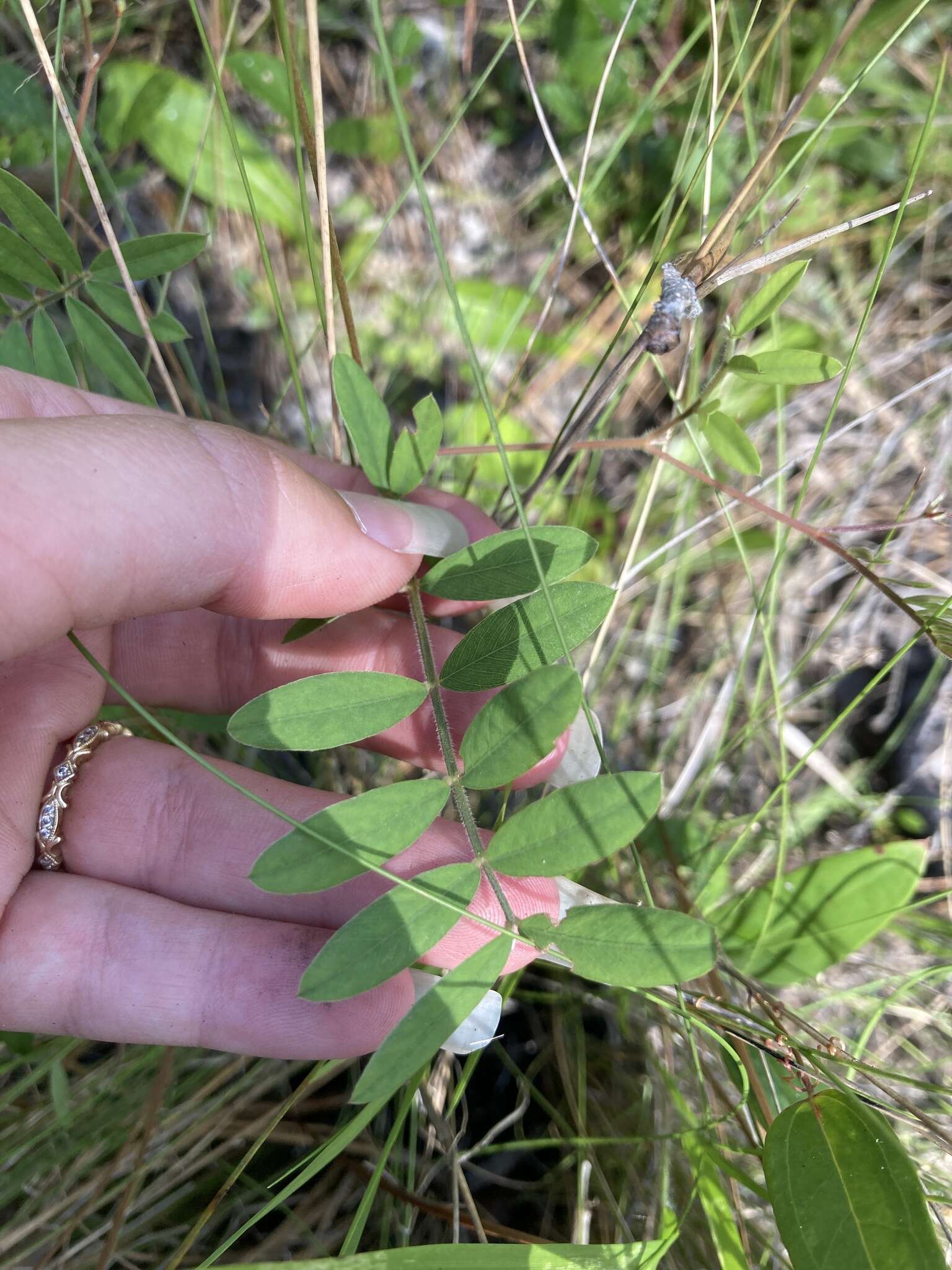 Image of Sprawling Hoary-Pea