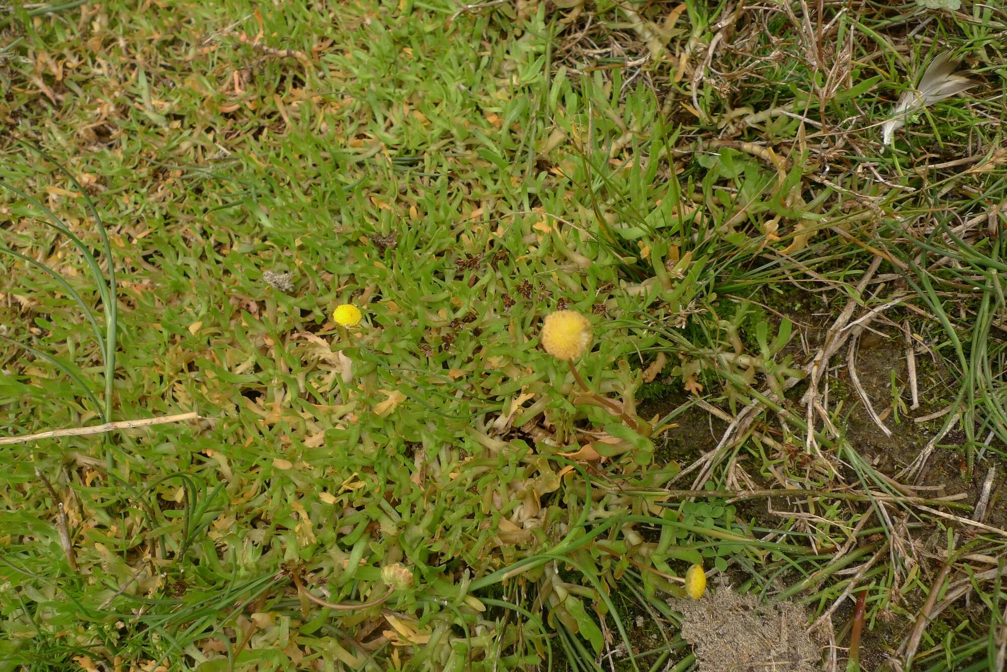 Image de Cotule pied-de-corbeau