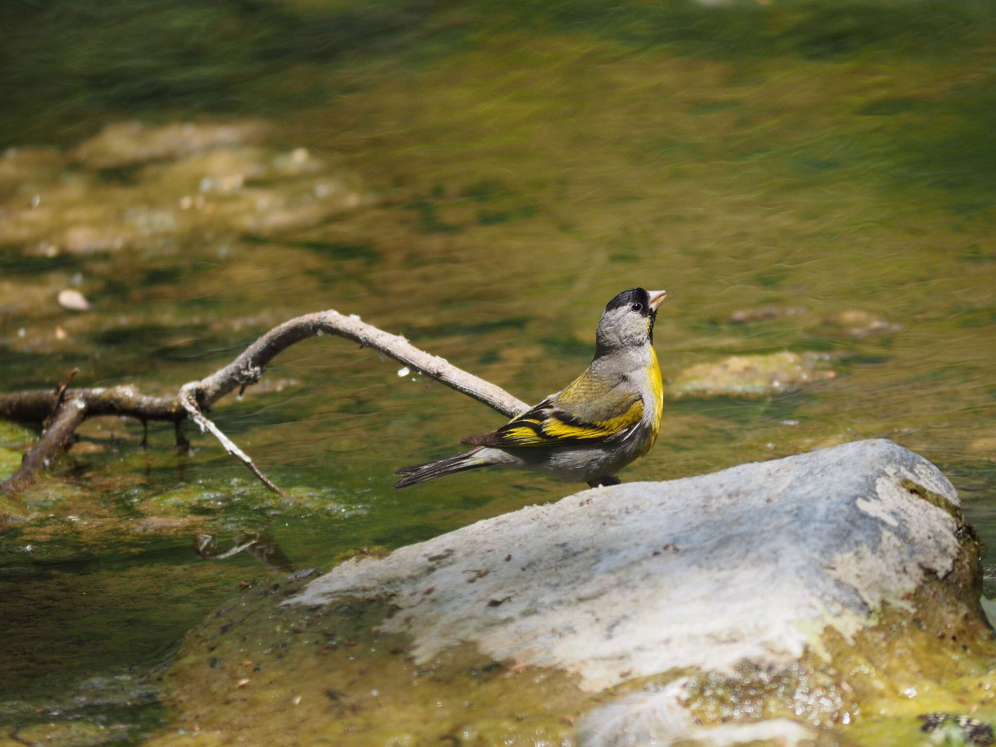 Image of Lawrence's Goldfinch