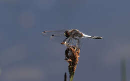 Leucorrhinia caudalis (Charpentier 1840) resmi