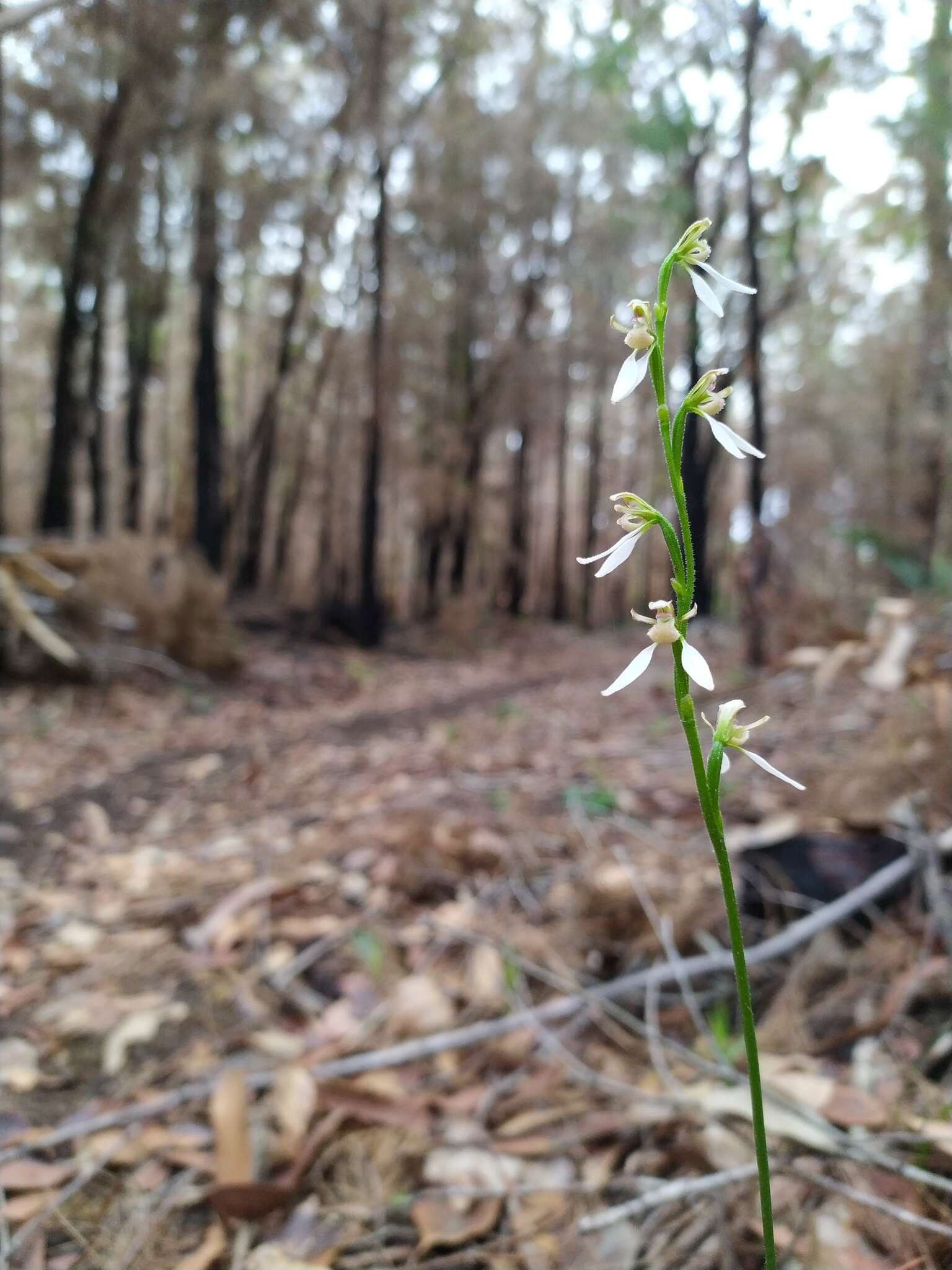 Eriochilus dilatatus Lindl.的圖片