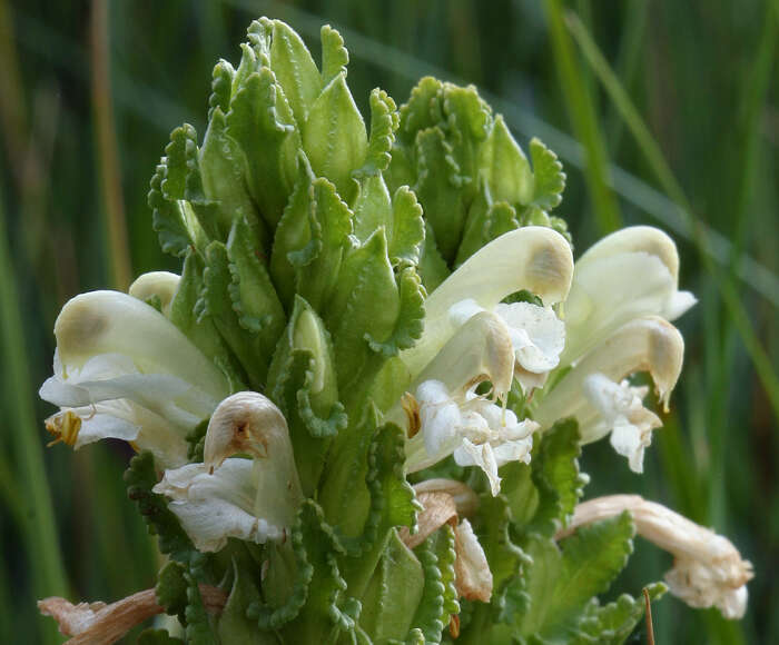 Image of Purple-Flower Lousewort