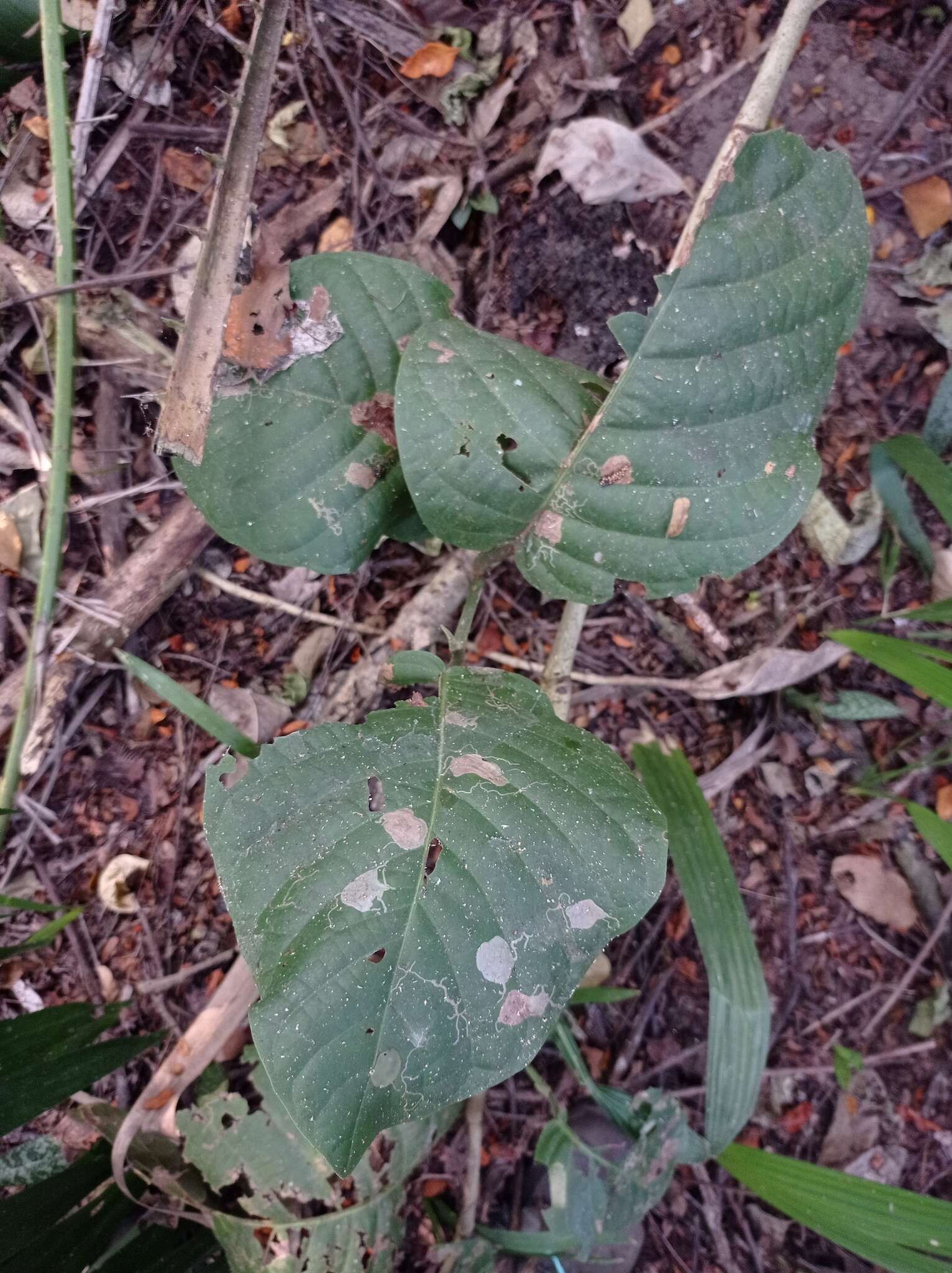 Coccoloba caracasana Meisn. resmi