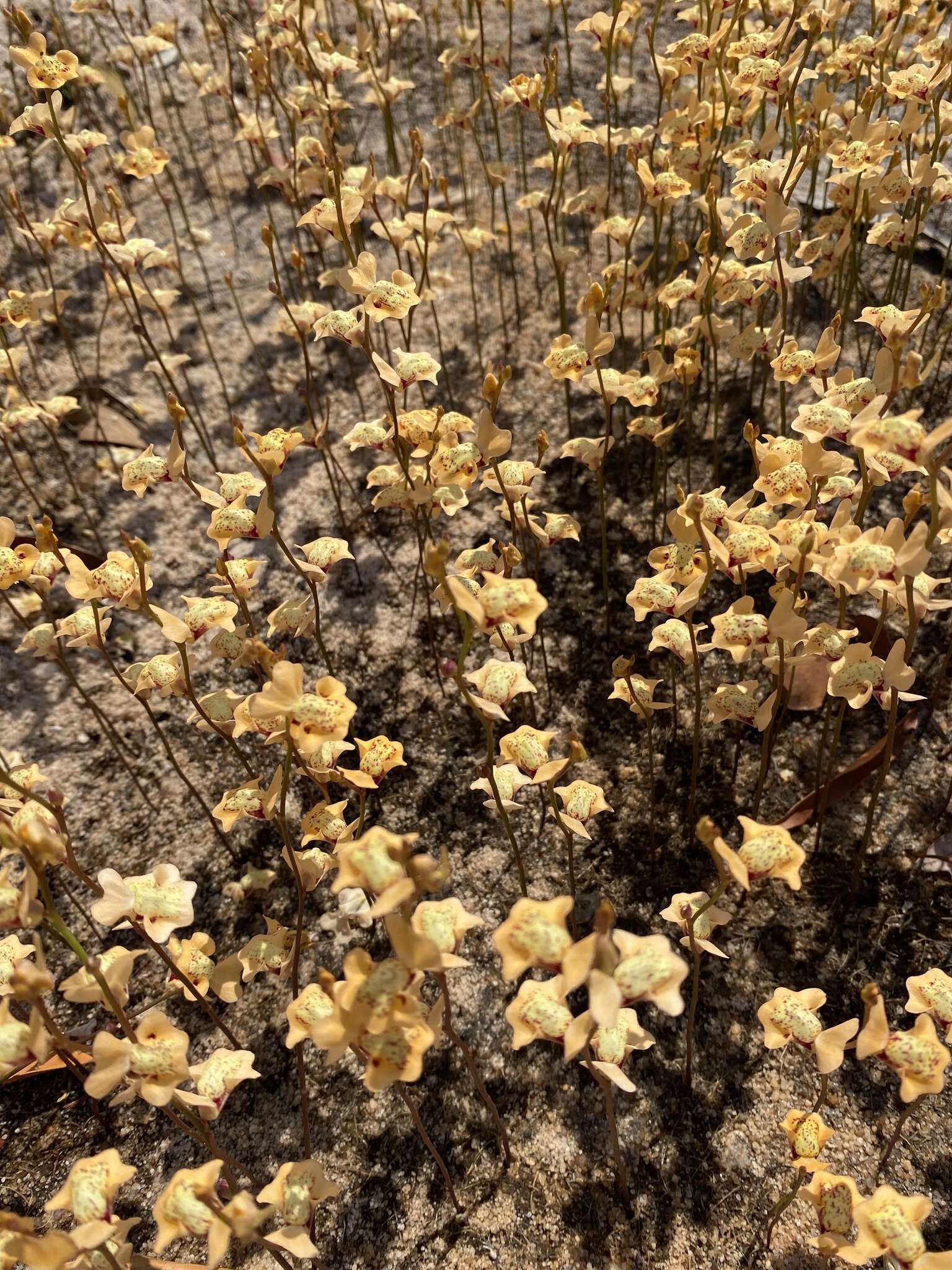 Sivun Utricularia fulva F. Muell. kuva
