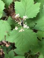 Xestoleptura octonotata (Say 1824) resmi