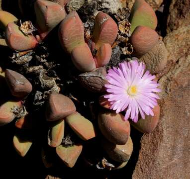 Imagem de Cerochlamys pachyphylla (L. Bol.) L. Bol.