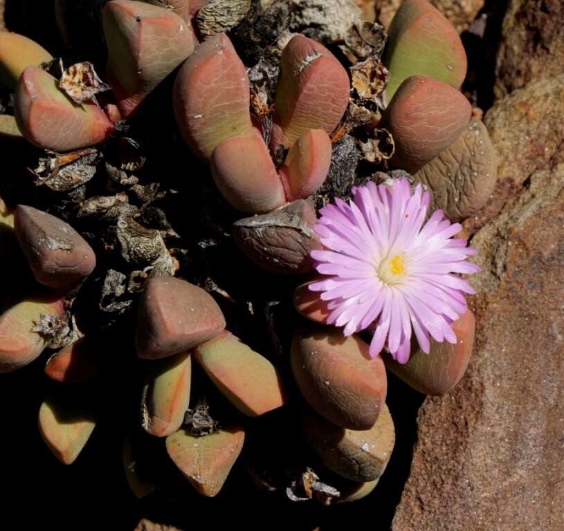 Plancia ëd Cerochlamys pachyphylla (L. Bol.) L. Bol.