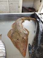 Image of Brazilian guitarfish