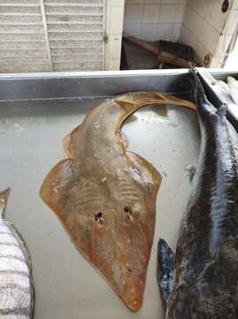 Image of Brazilian guitarfish