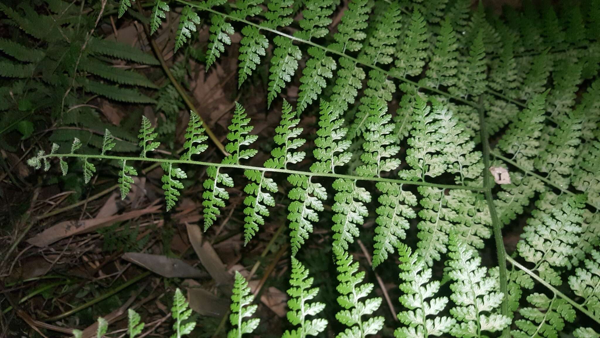 Image of Microlepia nepalensis (Spreng.) Fraser-Jenkins, Kandel & Pariyar