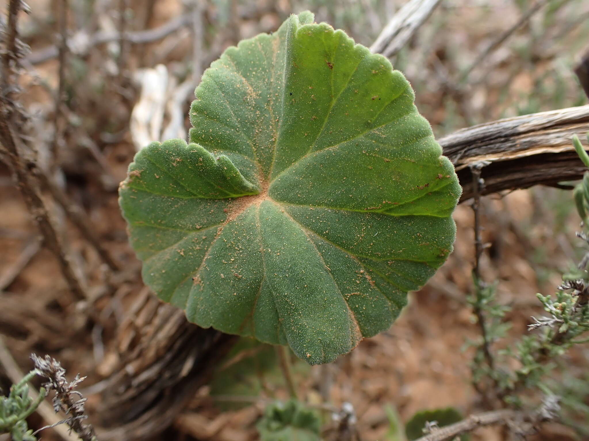 Image of Pelargonium worcesterae Knuth