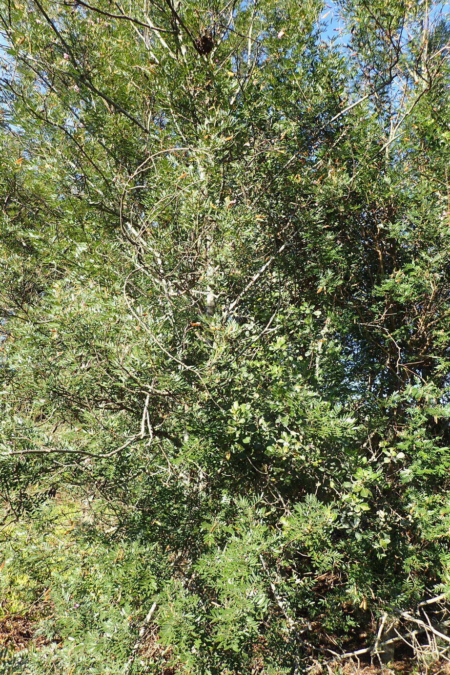 Image of Virgilia oroboides subsp. ferruginea B.-E. van Wyk