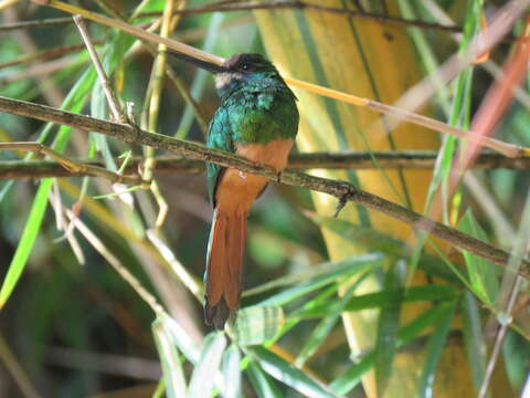 Image of White-chinned Jacamar