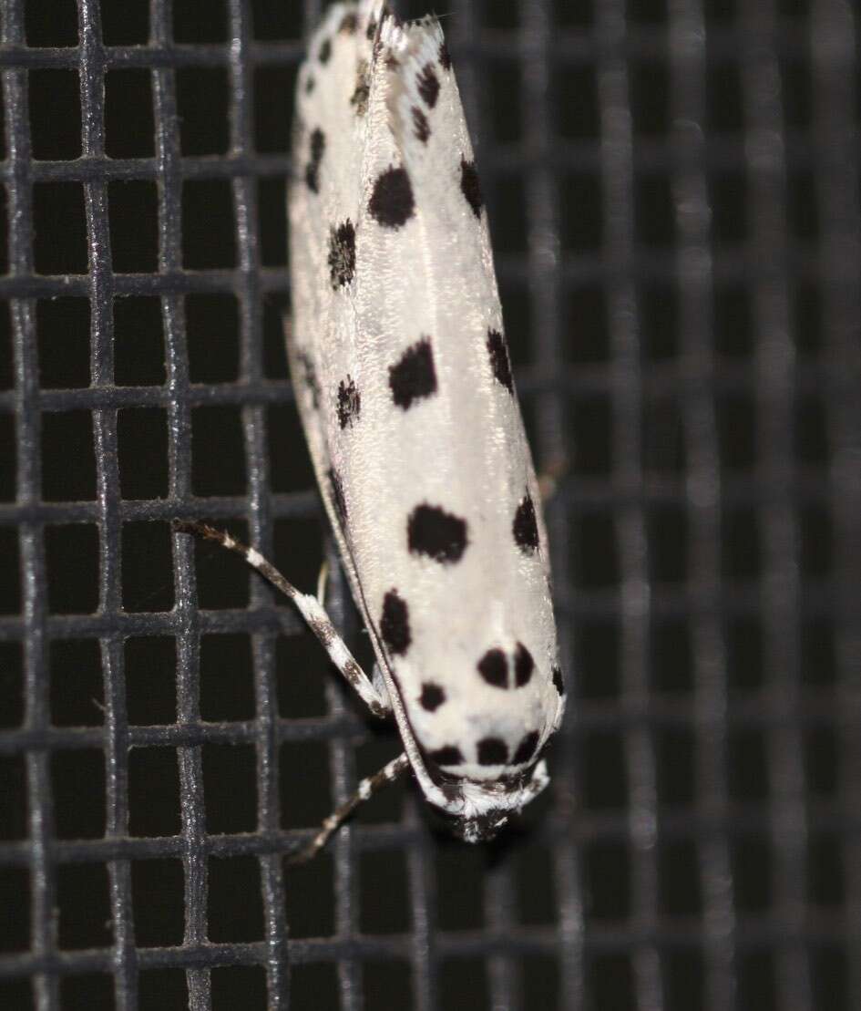 Ethmia sphaerosticha Meyrick 1886的圖片