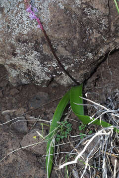 Image de Scilla haemorrhoidalis Webb & Berthel.