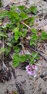 Слика од Pelargonium australe (Poir.) Jacq.