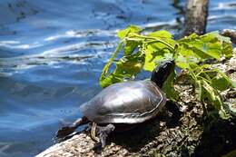 Image of Eastern Painted Turtle