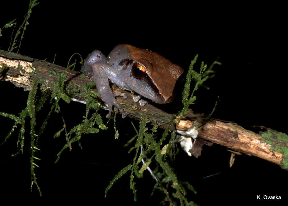 Image of Pristimantis peruvianus (Melin 1941)