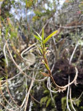 Image of Maxillaria graminifolia (Kunth) Rchb. fil.