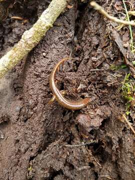 Image of Santeetlah Dusky Salamander